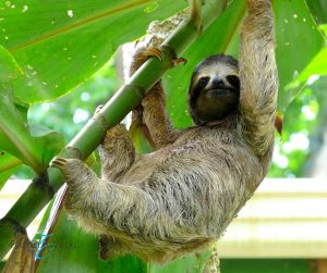 sloth costa rica (1)